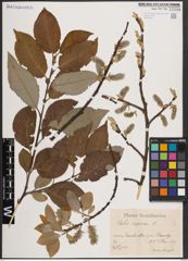 Foto von Salix caprea L.